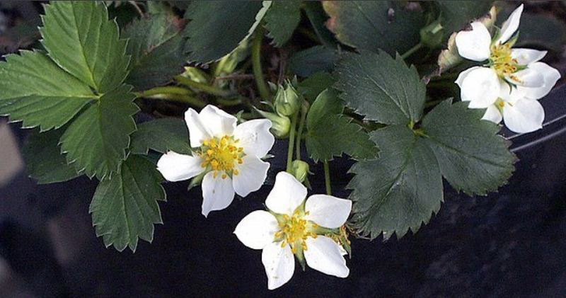 Dog-Safe Native Plants for a Pet-Friendly Garden | Nature's Haven